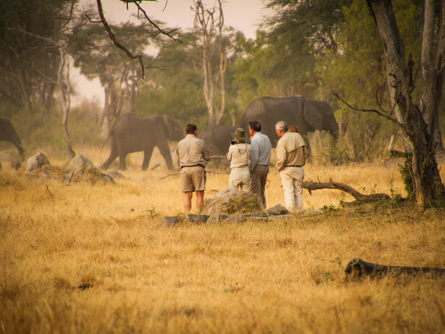 Guided Walks