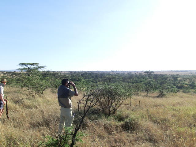 Walking safaris
