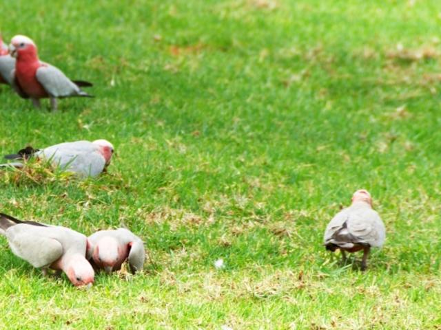 Bird Watching at Kings Canyon