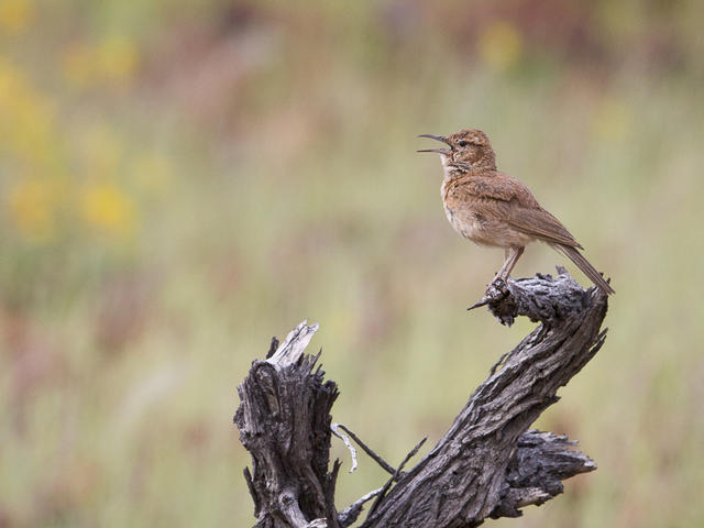 Wilderness Hoanib Skeleton Coast Camp – Birding