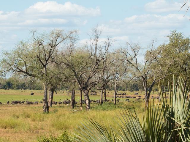 Game Drives in Gonarezhou National Park