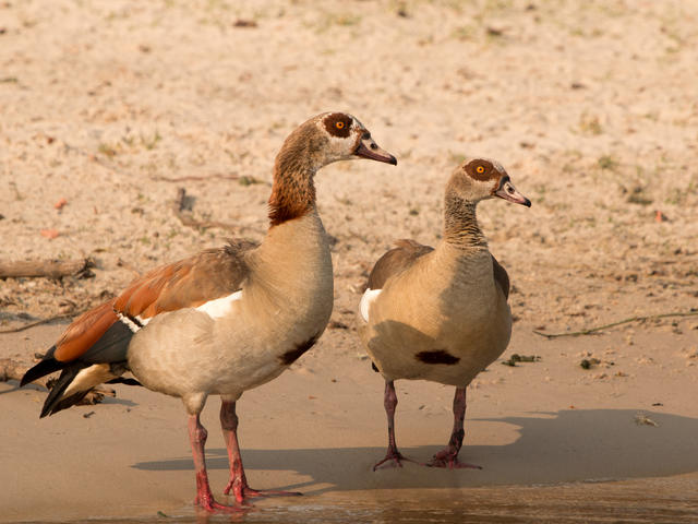 Bird Watching in the Sacred Sand Forest