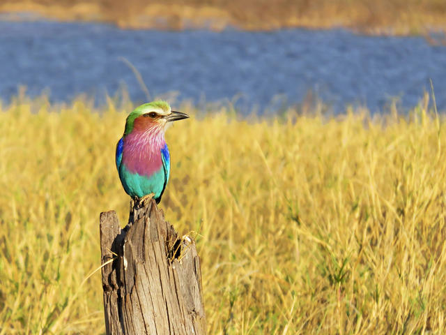 Bird Watching