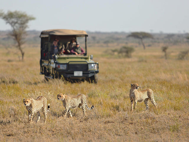 Cheetah Research Project