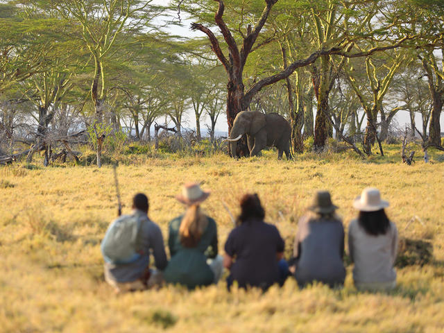 Walking safaris