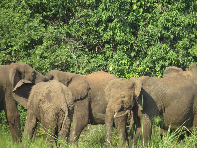 AKAGERA'S BIG FIVE EXPERIENCE