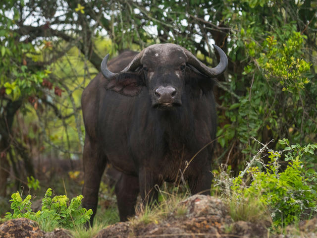 AKAGERA'S BIG FIVE EXPERIENCE