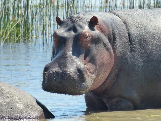 AKAGERA'S BIG FIVE EXPERIENCE