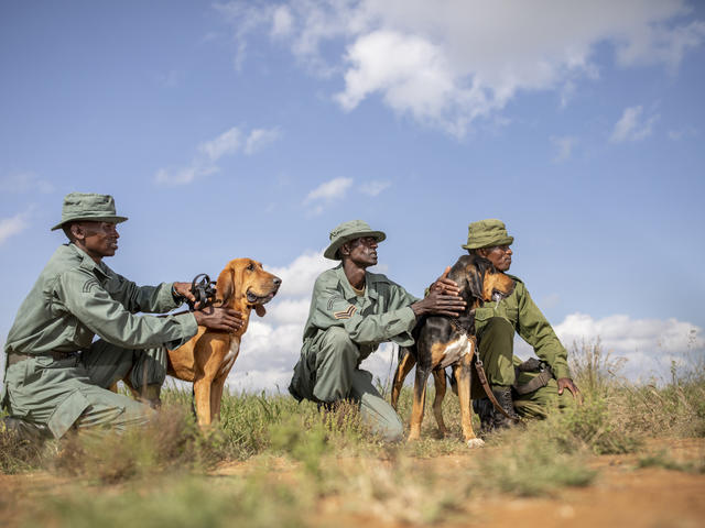 Loisaba Sniffer Dogs
