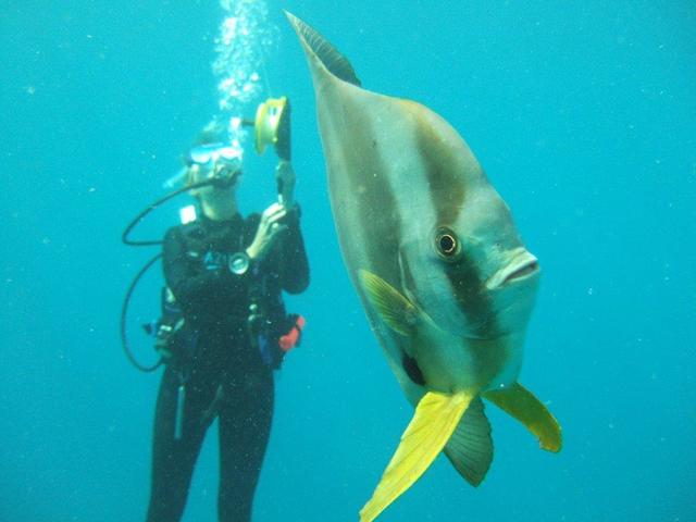 Diving
