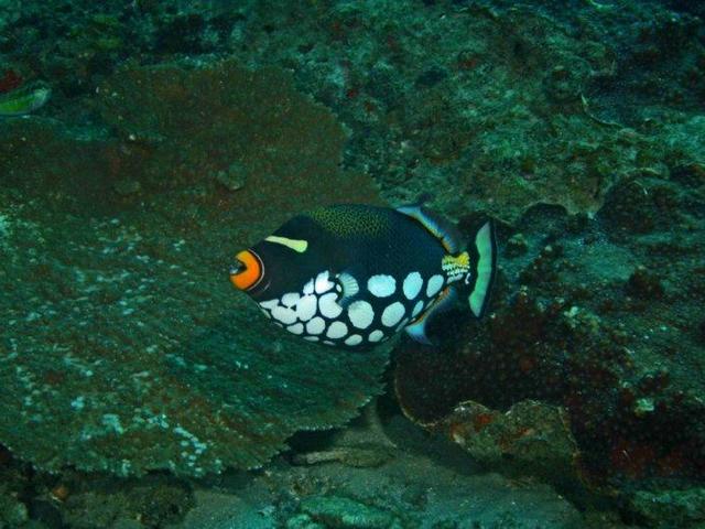 Diving