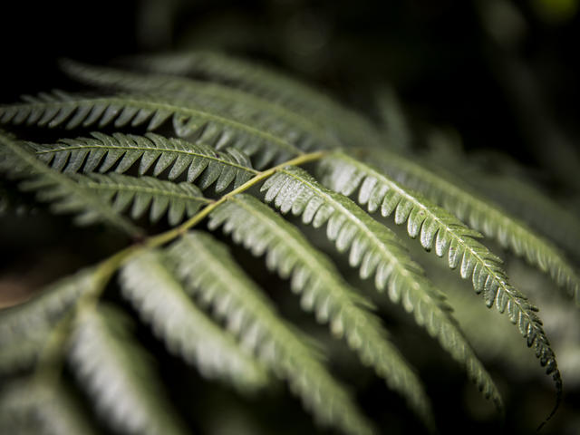 Hike To Dian Fossey’s Grave & Karisoke