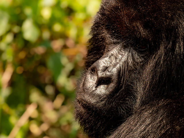 Bisate Lodge – The Ellen DeGeneres Campus Of The Dian Fossey Gorilla Fund *
