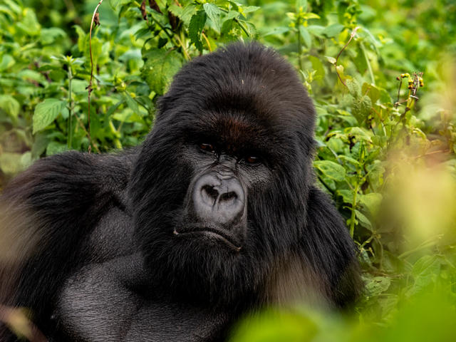 Bisate Lodge – The Ellen DeGeneres Campus Of The Dian Fossey Gorilla Fund *