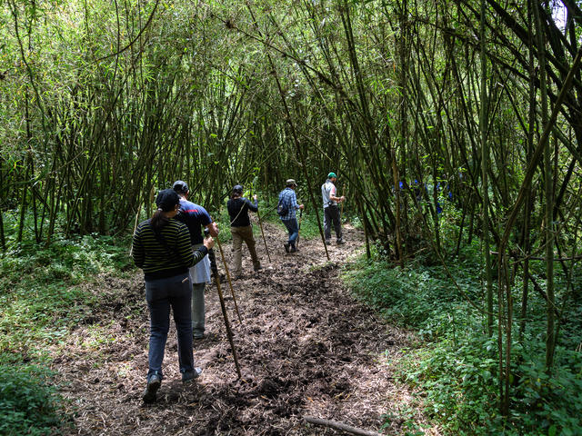 Golden Monkey Trekking