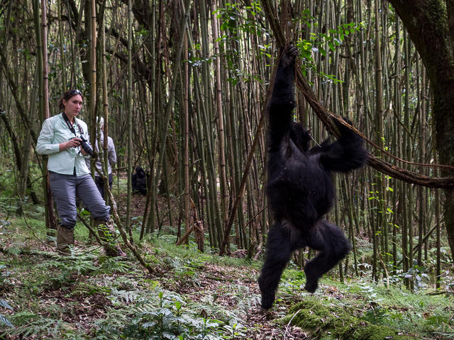 Mountain Gorilla Trekking