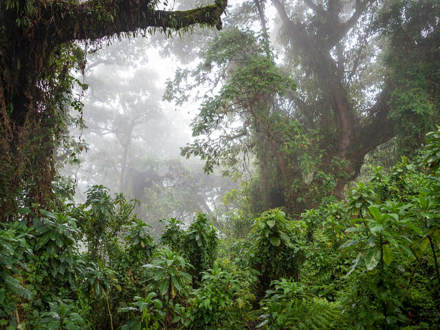 Hike To Dian Fossey’s Grave & Karisoke