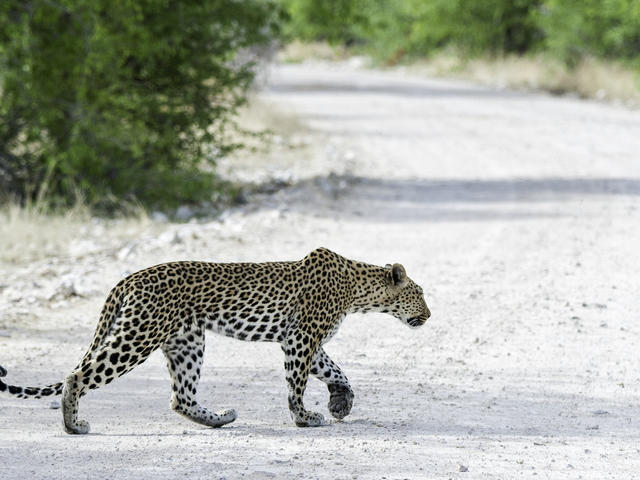 Etosha Game Drives