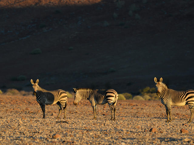 Desert Rhino Camp - Game Drives