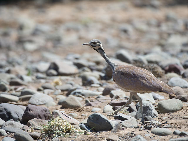 Desert Rhino Camp - Birding