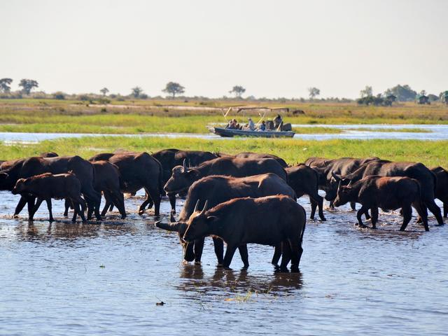 Full Day Excursion with Boat trip on Chobe and game drive