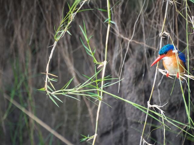 Mokoro Trips