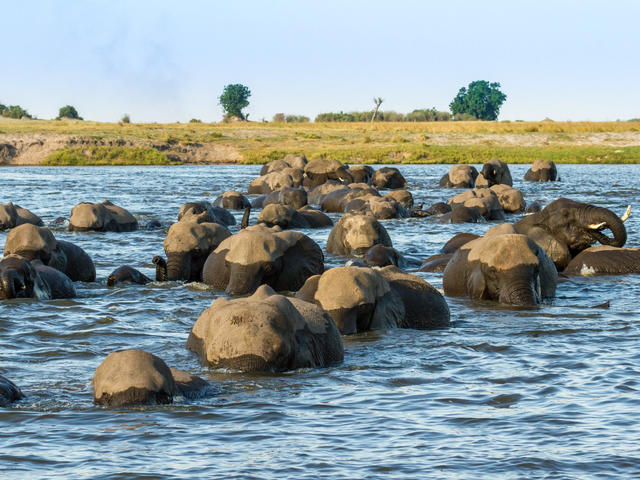 Fluss-Safari
