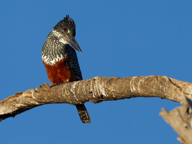 Vogelbeobachtung