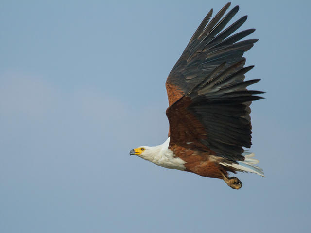 Vogelbeobachtung