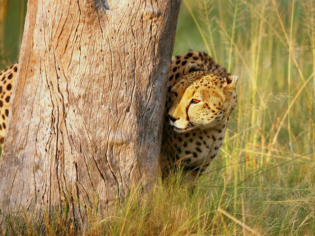 Game Drives - Day and Night