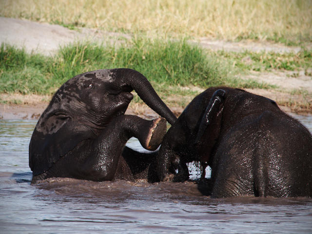 Game Drives - Day and Night