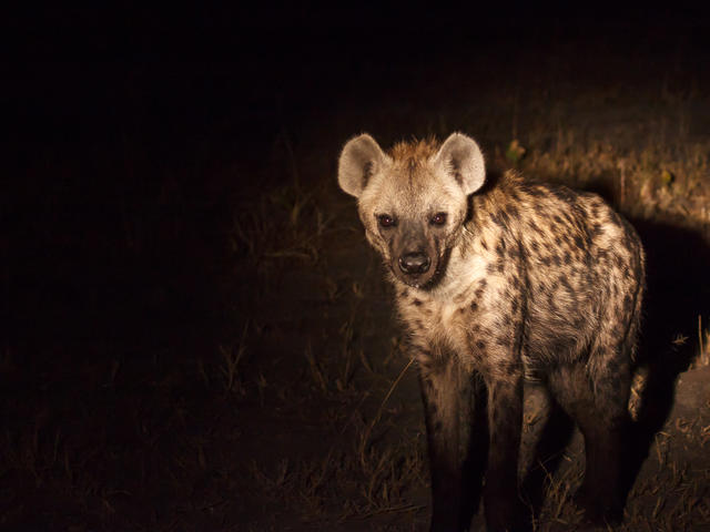 Moonlight Safaris