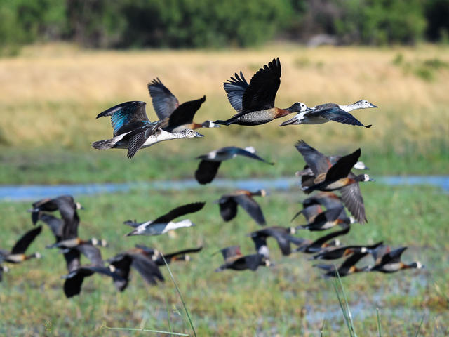 Savuti Camp - Birding