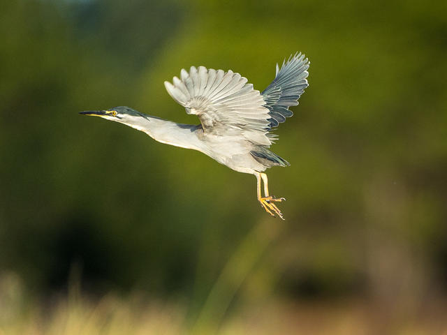 Ruckomechi – Birding