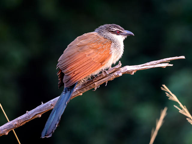 Ruckomechi – Birding