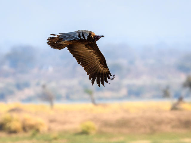Ruckomechi – Birding