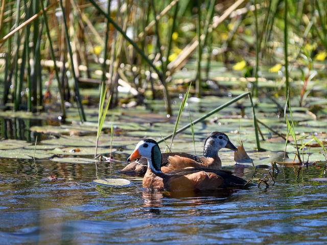 King's Pool - Birding