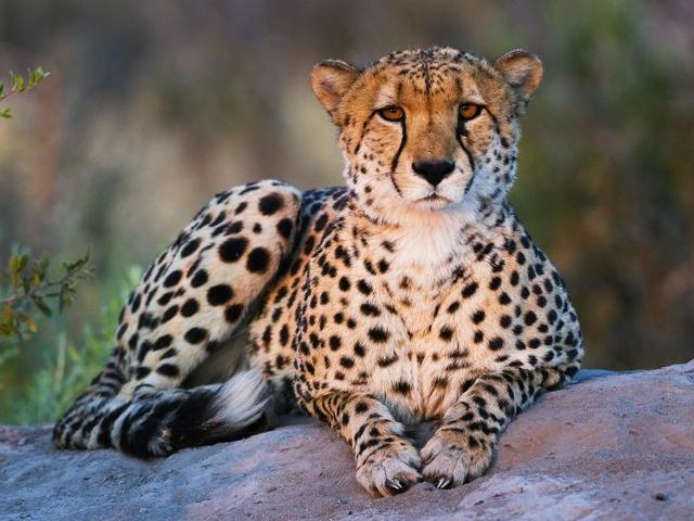 Game Drives (day & night)