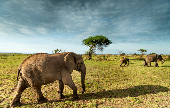   Singita Serengeti