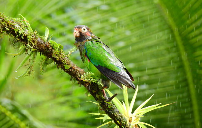 Parrot in the rain