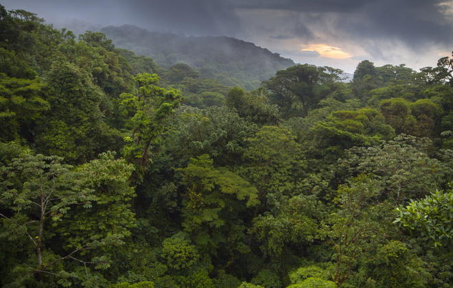 Monteverde Cloud Forest Reserve