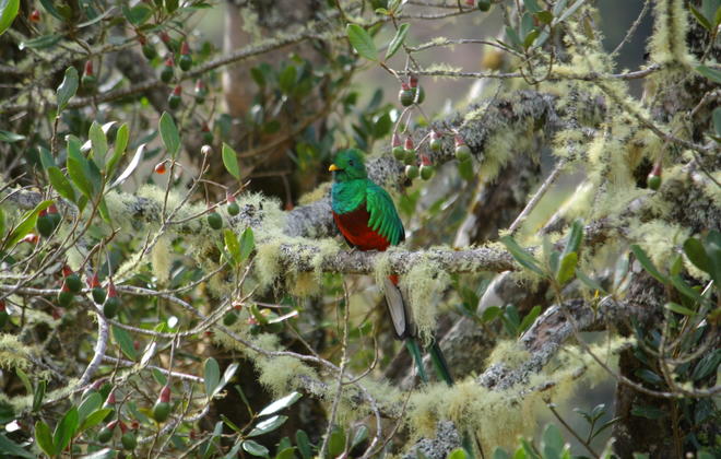 Quetzal 