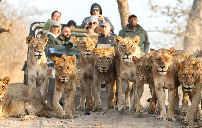 Game drive in Thornybush Game Reserve