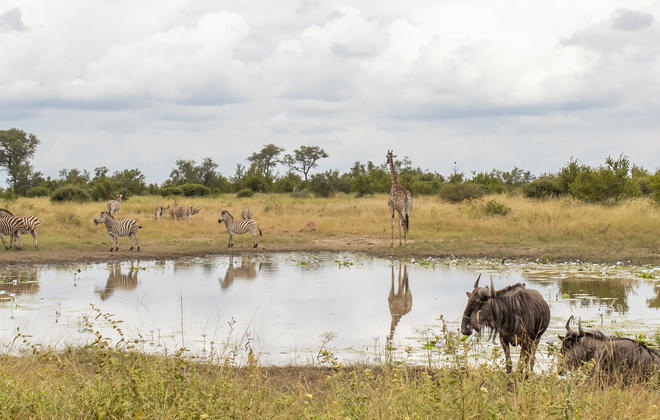 Wildlife gathering at waterhole