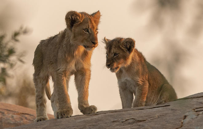 Lion cubs