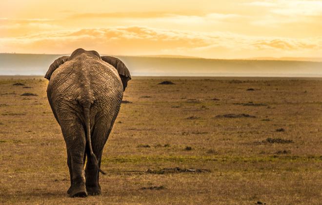 Nairobi National Park elephant