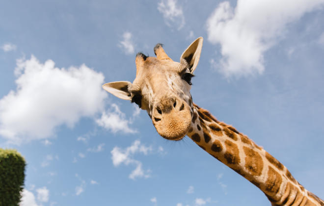 Giraffe