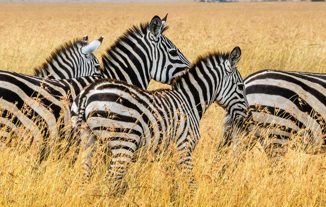 A dazzle of Mara zebras