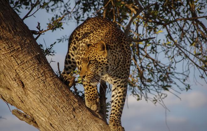 Mara leopard