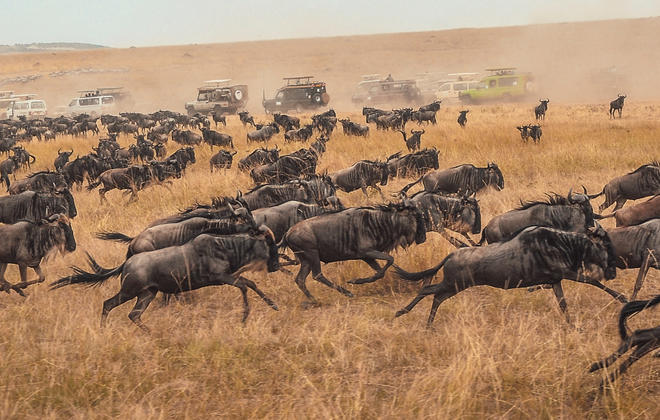 Wildebeest on the move